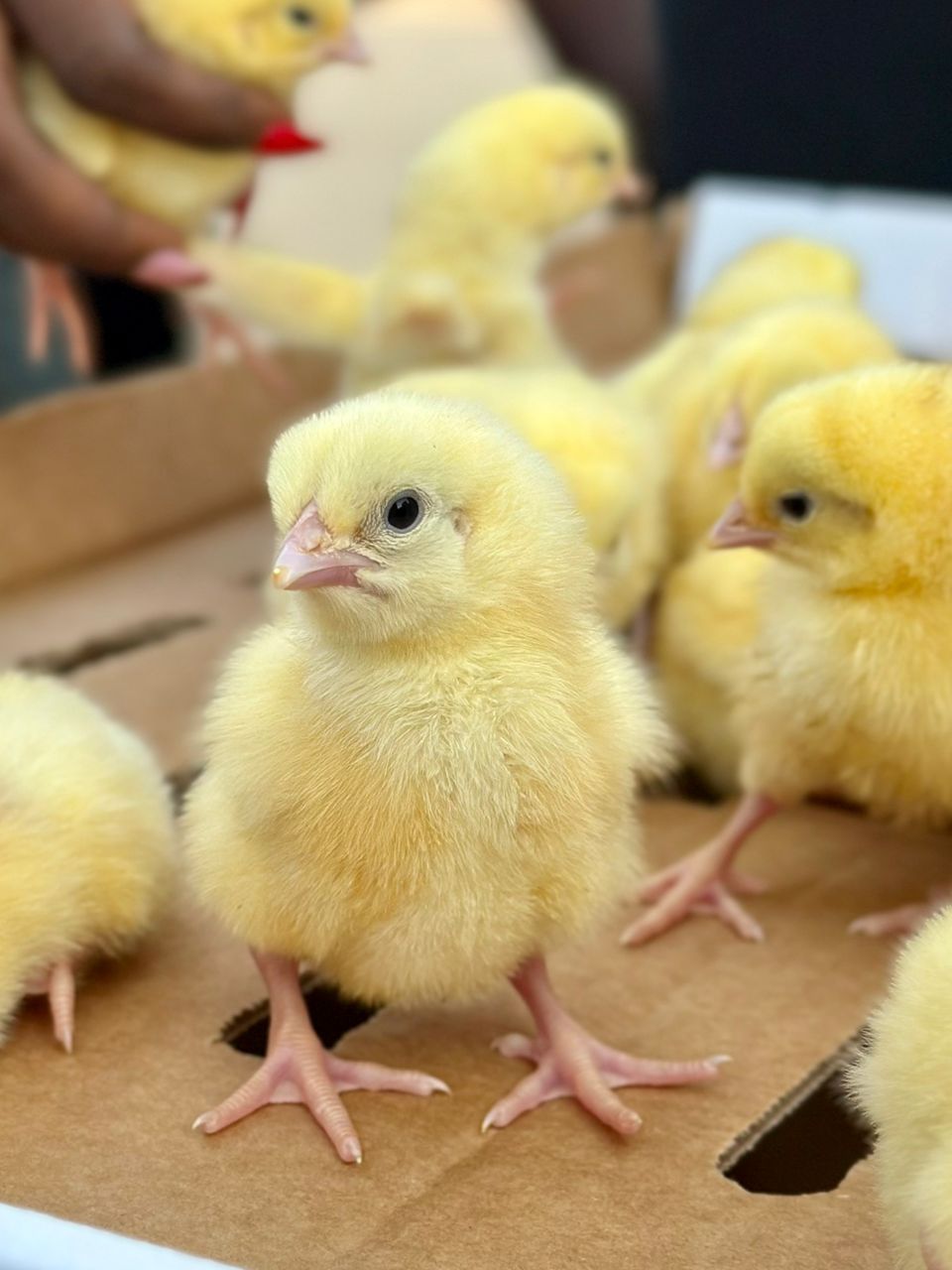 chicks